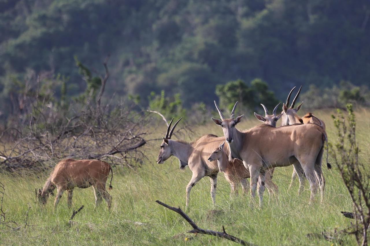 Horseshoe Game Reserve East London Dış mekan fotoğraf
